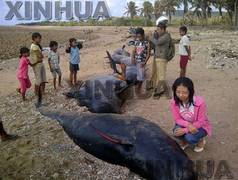 要警戒！：海岸にゴンドウクジラ４１頭の死体—インドネシア 