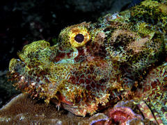 カサゴは、海底で藻類や岩に擬態して敵や獲物の目をあざむく。