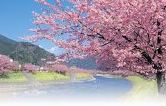２０１４年春の「桜ソング」は、↓これであると思います。USAGI：桜のような恋でした