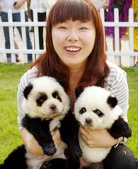 中国の皆さん、チャウチャウ犬を染色、脱毛してパンダ犬を作るのはやめませんか？