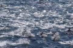 丹後半島の沖合にイルカ５００頭