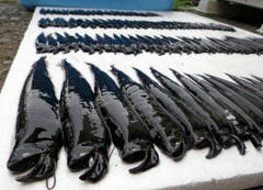 室戸岬沖で深海魚１０５匹　「海域に異変か」と専門家