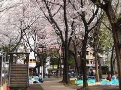 ４月５日（日）、池袋にてＲＫ独立党東京お花見大会を開催します。