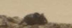 火星で巨大ネズミ発見か！火星探索専門サイトが衝撃映像を公開【動画】